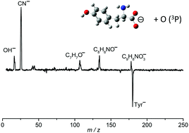 Graphical abstract: Reactivity of amino acid anions with nitrogen and oxygen atoms