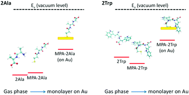 Graphical abstract: Electronic structure of dipeptides in the gas-phase and as an adsorbed monolayer