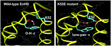 Graphical abstract: Protein environment affects the water–tryptophan binding mode. MD, QM/MM, and NMR studies of engrailed homeodomain mutants