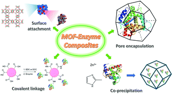 Graphical abstract: Enzyme–MOF (metal–organic framework) composites