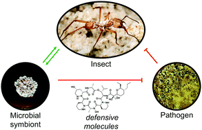 Graphical abstract: Defense contracts: molecular protection in insect-microbe symbioses