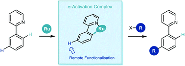 Graphical abstract: Ruthenium-catalysed σ-activation for remote meta-selective C–H functionalisation