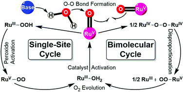 Graphical abstract: O–O bond formation in ruthenium-catalyzed water oxidation: single-site nucleophilic attack vs. O–O radical coupling