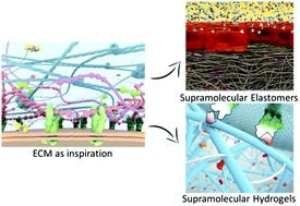 Graphical abstract: From supramolecular polymers to multi-component biomaterials