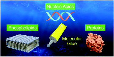 Graphical abstract: Guanidinium-based “molecular glues” for modulation of biomolecular functions