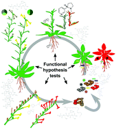 Graphical abstract: Field studies reveal functions of chemical mediators in plant interactions