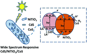 Graphical abstract: Wide spectrum responsive CdS/NiTiO3/CoS with superior photocatalytic performance for hydrogen evolution