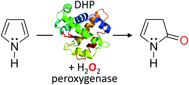 Graphical abstract: Oxidation of pyrrole by dehaloperoxidase-hemoglobin: chemoenzymatic synthesis of pyrrolin-2-ones