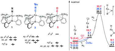Graphical abstract: The effect of auxiliary ligand on the mechanism and reactivity: DFT study on H2 activation by Lewis acid–transition metal complex (tris(phosphino)borane)Fe(L)