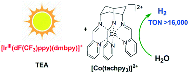 Graphical abstract: Efficient photocatalytic water reduction by a cobalt(ii) tripodal iminopyridine complex