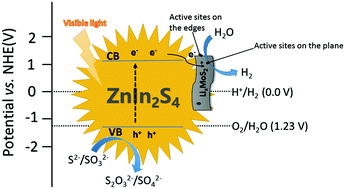 Graphical abstract: Metallic 1T-LixMoS2 co-catalyst enhanced photocatalytic hydrogen evolution over ZnIn2S4 floriated microspheres under visible light irradiation