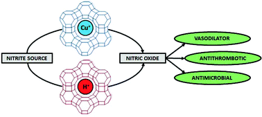 Graphical abstract: A comparison of copper and acid site zeolites for the production of nitric oxide for biomedical applications