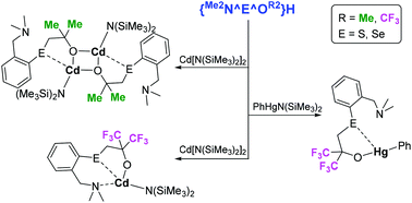 Graphical abstract: Cadmium complexes bearing Me2N^E^O− (E = S, Se) organochalcogenoalkoxides and their zinc and mercury analogues