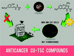 Graphical abstract: Copper(ii) thiosemicarbazone complexes induce marked ROS accumulation and promote nrf2-mediated antioxidant response in highly resistant breast cancer cells
