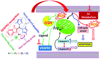 Graphical abstract: Ruthenium(ii) p-cymene complexes of a benzimidazole-based ligand capable of VEGFR2 inhibition: hydrolysis, reactivity and cytotoxicity studies