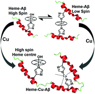 Graphical abstract: Copper induced spin state change of heme–Aβ associated with Alzheimer's disease