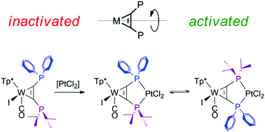 Graphical abstract: Sterically encumbered metalla-diphosphines: unlocking alkyne rotation by PtII coordination