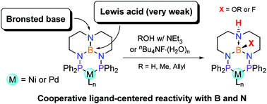 Graphical abstract: Triaminoborane-bridged diphosphine complexes with Ni and Pd: coordination chemistry, structures, and ligand-centered reactivity