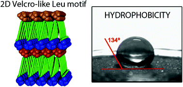 Graphical abstract: Leucine zipper motif inspiration: a two-dimensional leucine Velcro-like array in peptide coordination polymers generates hydrophobicity