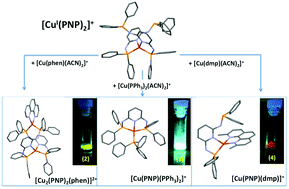 Graphical abstract: Structural diversity in Cu(i) complexes of the PNP ligand: from pincer to binuclear coordination modes and their effects upon the electrochemical and photophysical properties