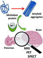 Graphical abstract: Metal complexes for multimodal imaging of misfolded protein-related diseases