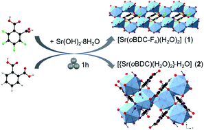 Graphical abstract: Strontium-coordination polymers based on tetrafluorophthalic and phthalic acids: mechanochemical synthesis, ab initio structures determination, and spectroscopic characterization