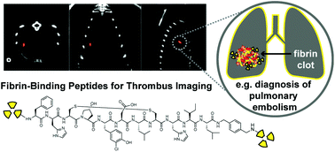 Graphical abstract: Peptide-based fibrin-targeting probes for thrombus imaging