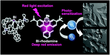 Graphical abstract: Bismuth-rhodamine: a new red light-excitable photosensitizer