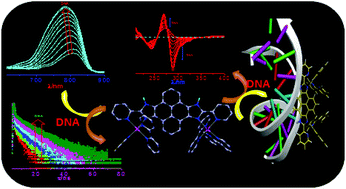 Graphical abstract: Bimetallic Ru(ii) and Os(ii) complexes based on a pyrene-bisimidazole spacer: synthesis, photophysics, electrochemistry and multisignalling DNA binding studies in the near infrared region