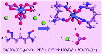 Graphical abstract: Displacement of carbonates in Ca2UO2(CO3)3 by amidoxime-based ligands from free-energy simulations