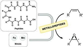 Graphical abstract: Biologically inspired oxidation catalysis using metallopeptides