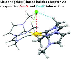 Graphical abstract: A square planar gold(iii) bis-(1,1′-dimethyl-3,3′-methylene-diimidazol-2,2′-diylidene) trication as an efficient and selective receptor towards halogen anions: the cooperative effect of Au⋯X and X⋯HC interactions