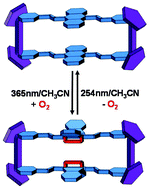 Graphical abstract: Light-initiated reversible conversion of macrocyclic endoperoxides derived from half-sandwich rhodium-based metallarectangles