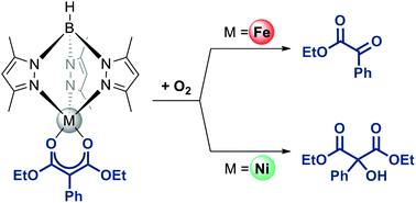 Graphical abstract: O2 activation at a trispyrazolylborato nickel(ii) malonato complex