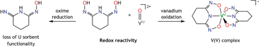 Graphical abstract: Interactions of vanadium(iv) with amidoxime ligands: redox reactivity