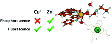Graphical abstract: Achieving selectivity for copper over zinc with luminescent terbium probes bearing phenanthridine antennas