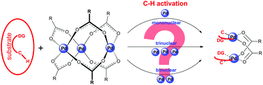 Graphical abstract: Bi and trinuclear complexes in palladium carboxylate-assisted C–H activation reactions