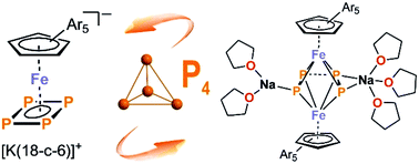 Graphical abstract: Mono- and dinuclear tetraphosphabutadiene ferrate anions