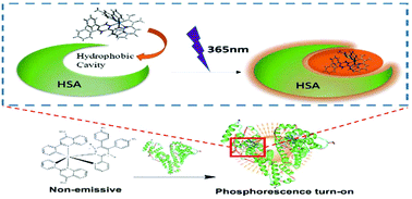 Graphical abstract: Synthesis and application of a water-soluble phosphorescent iridium complex as turn-on sensing material for human serum albumin