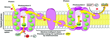 Graphical abstract: Membranes for artificial photosynthesis