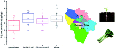 Graphical abstract: Occurrence of perchlorate in groundwater, paired farmland soil, lettuce, and rhizosphere soil from Chengdu, China