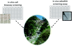 Graphical abstract: High throughput in vitro and in vivo screening of inland waters of Southern California