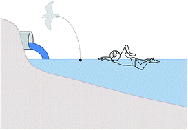 Graphical abstract: Estimating the probability of illness due to swimming in recreational water with a mixture of human- and gull-associated microbial source tracking markers