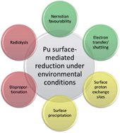 Graphical abstract: Plutonium environmental chemistry: mechanisms for the surface-mediated reduction of Pu(v/vi)