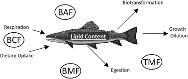 Graphical abstract: Bioconcentration, bioaccumulation, biomagnification and trophic magnification: a modelling perspective