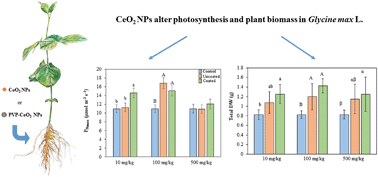 Graphical abstract: Physiological effects of cerium oxide nanoparticles on the photosynthesis and water use efficiency of soybean (Glycine max (L.) Merr.)