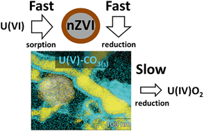 Graphical abstract: The short-term reduction of uranium by nanoscale zero-valent iron (nZVI): role of oxide shell, reduction mechanism and the formation of U(v)-carbonate phases