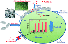 Graphical abstract: Impact of graphene oxide on the antibacterial activity of antibiotics against bacteria