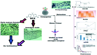 Graphical abstract: Laccase–silica nanoparticle conjugates can efficiently reduce the early maturation risk due to BPA in female Oreochromis mossambicus and its toxic load from the contaminated effluent