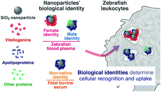 Graphical abstract: Female versus male biological identities of nanoparticles determine the interaction with immune cells in fish